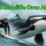 Jessica Radcliffe Orca Attack