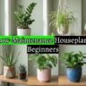 Best Low-Maintenance Houseplants for Beginners