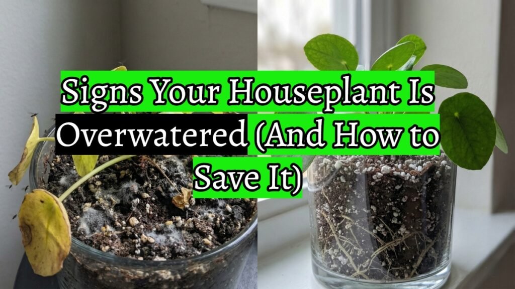 Signs Your Houseplant Is Overwatered (And How to Save It)
