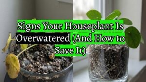 Signs Your Houseplant Is Overwatered (And How to Save It)