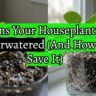 Signs Your Houseplant Is Overwatered (And How to Save It)