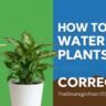 how-to-water-plants-correctly