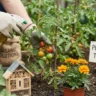 Organic Pest Control Methods