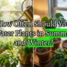 How Often Should You Water Plants in Summer and Winter?